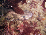 Dogfish - Please click to see larger image
