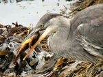 Grey Heron - Click to see larger image